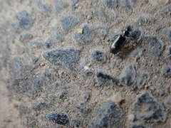 Microlestes minutulus