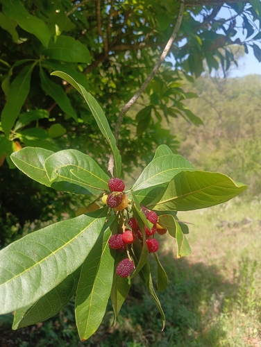 Morella esculenta observed 2026-05-17