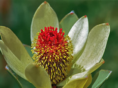 Leucadendron discolor