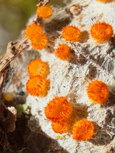 Arachnopeziza aurelia observed 2026-05-16
