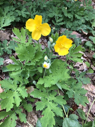 Celandine Poppy