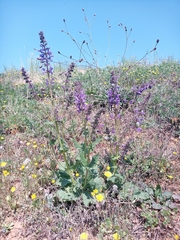 Salvia pratensis