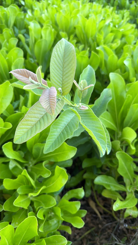 Psidium guajava observed 2026-05-16
