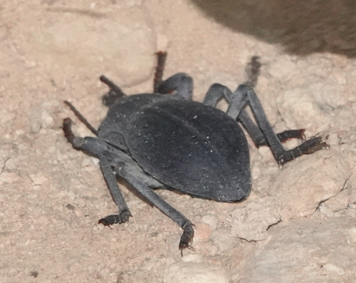 Asbolus mexicanus mexicanus