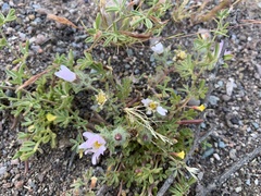 Leucosyris arida