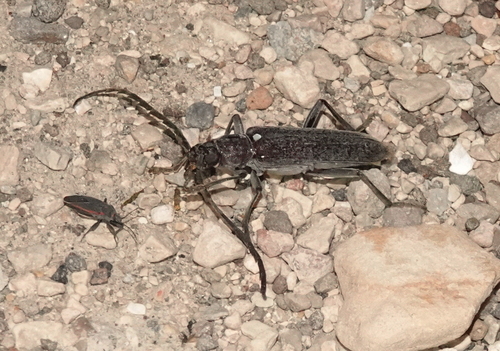 Aneflus obscurus