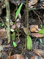 Nepenthes hirsuta
