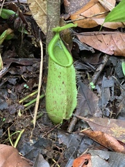 Nepenthes hirsuta