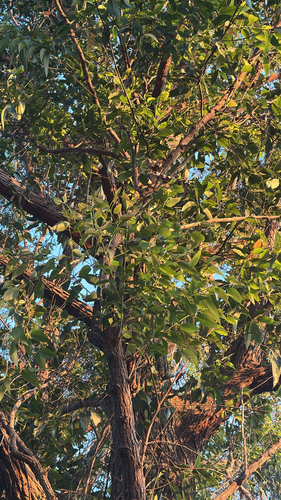 Eucalyptus robusta observed 2026-05-16