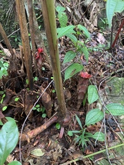 Hornstedtia reticulata