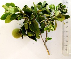 Diospyros dichrophylla