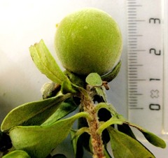 Diospyros dichrophylla