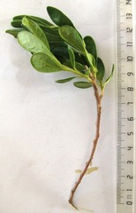 Diospyros dichrophylla