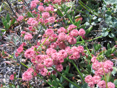 Eriogonum grande rubescens