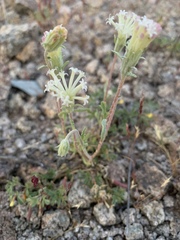 Chaenactis macrantha