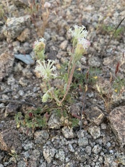Chaenactis macrantha