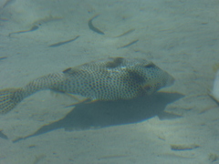 Lactophrys bicaudalis