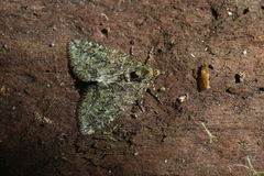 Hydriomena furinae