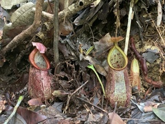 Nepenthes hirsuta