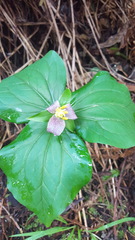 Trillium ovatum ovatum