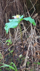 Trillium ovatum ovatum