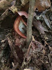 Nepenthes hirsuta