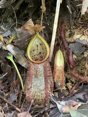 Nepenthes hirsuta