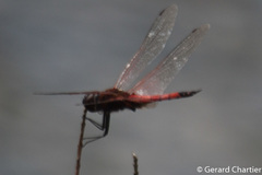 Tramea transmarina euryale