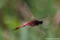 Tramea transmarina euryale
