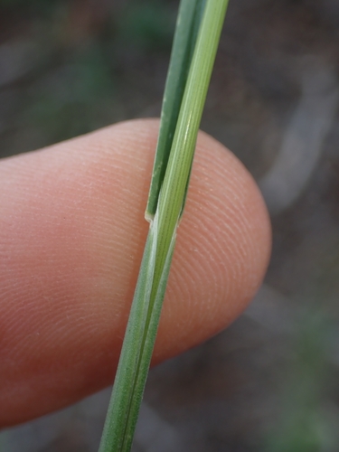Poa fendleriana