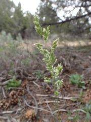 Poa fendleriana, photograph (c) Hank Raizen, some rights reserved (CC BY)
