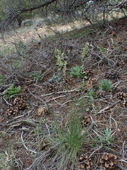 Poa fendleriana, photograph (c) Hank Raizen, some rights reserved (CC BY)