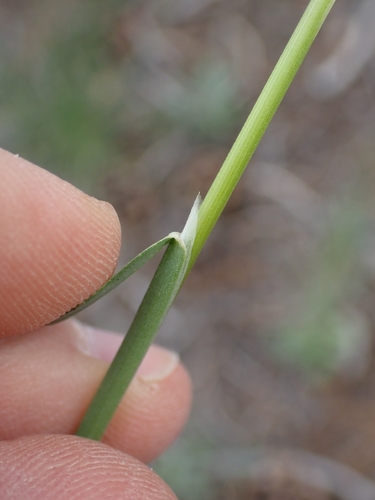Poa fendleriana, photograph 4