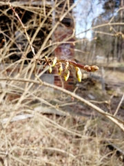 Forsythia koreana