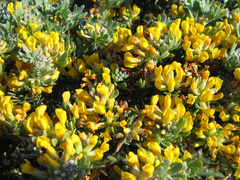 Acmispon dendroideus veatchii