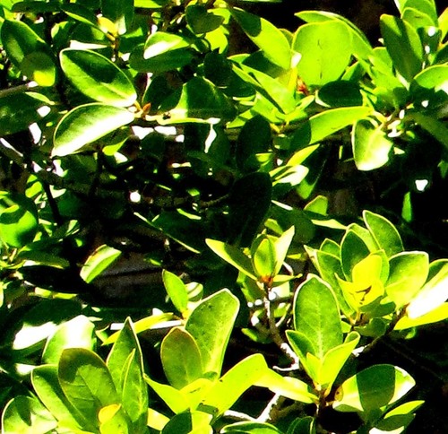 Scrambling fig (Ficus burtt-davyi)