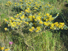 Acmispon dendroideus veatchii