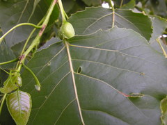 Pemphigus populicaulis