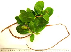 Ficus sur
