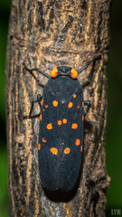 Desudaba maculata