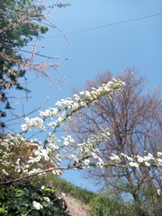 Crataegus monogyna