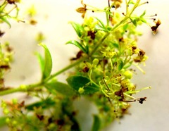 Galium tomentosum