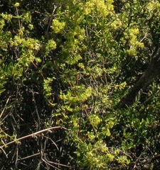 Galium tomentosum