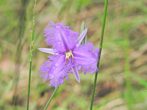 Thysanotus tuberosus