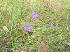 Thysanotus tuberosus, photograph (c) Scott W. Gavins, some rights reserved (CC BY)