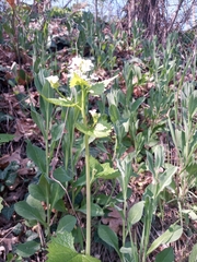 Alliaria petiolata