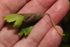 Monilinia johnsonii