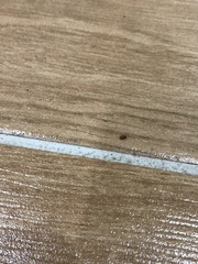 Stegobium