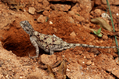 Agama kirkii