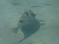 Lactophrys bicaudalis